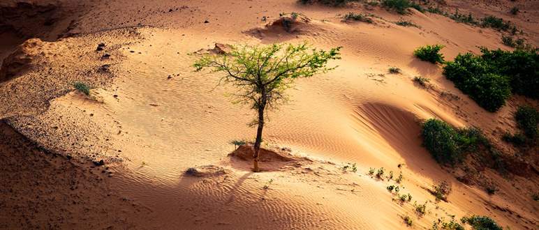 La « Grande muraille verte » d’Afrique : le Sahel passe au vert !
