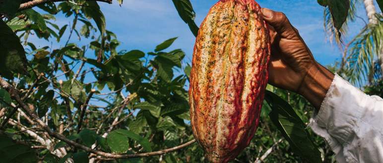 Cacao : la « bataille » pour l’« Or brun »