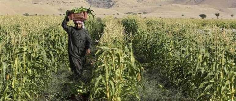 Moyen-Orient : l’agroalimentaire en expansion ?
