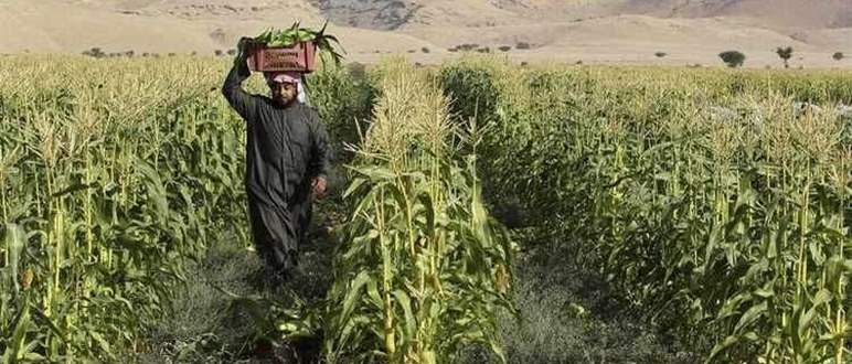 Is the agro-food sector on the rise in the Middle East?