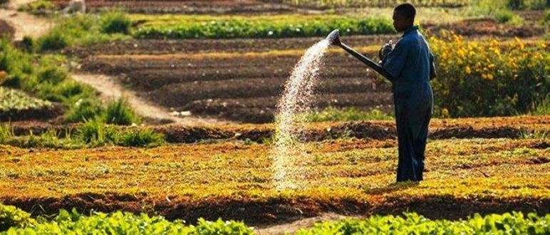 Issues and Challenges facing Agro-Food in Africa Today