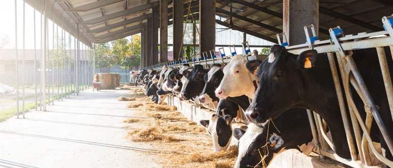 How the Chinese Animal Nutrition sector is changing